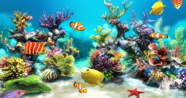 Sim Aquarium - Hình Nền Động Bể Cá 3D Tuyệt Đẹp Cho Máy Tính