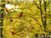 Golden Leaves 3D Screensaver for Mac