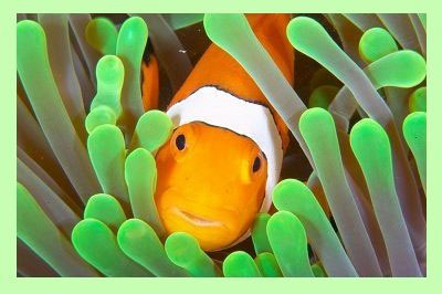 Clownfish for Skype