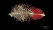 Feather Photos theme