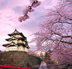 Cherry Blossoms of Japan theme