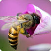 Bees theme