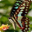 Butterflies of Nagpur theme