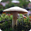 Mushrooms theme