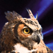 Bubo Bubo for Android