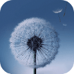 Dandelion Live Wallpaper cho Android