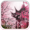 Sakura Live Wallpaper cho Android