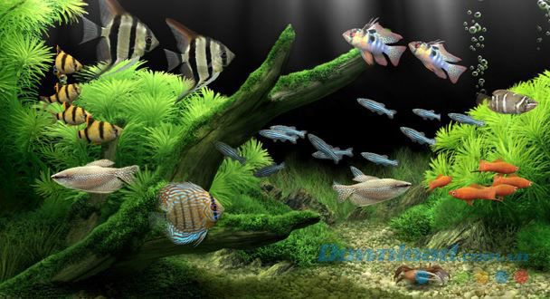 Dream Aquarium Screensaver 1.25 Màn Hình Chờ Bể Cá Ảo Sống Động – Mobifirst