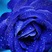 Blue Rose cho Chrome