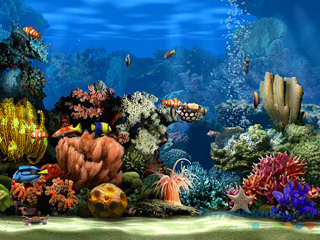 Hình nền bể cá đầy màu sắc hồ cá bối cảnh sôi động phông nền bể cá 3D cho  cảnh quan tuyệt đẹp trang trí bể cá thế giới dưới nước hồ