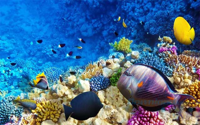 Fish and Corals Hình nền thế giới đại dương – mobifirst