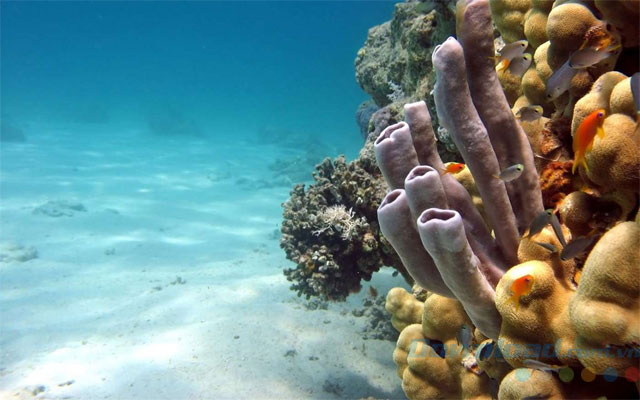 Vẽ san hô dưới đáy biển  YouTube