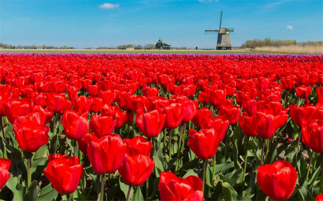 Hơn 500+ Hình ảnh cánh đồng hoa tulip đẹp nhất Tự nhiên và đầy màu sắc