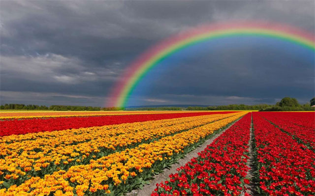 Tổng hợp nhiều hơn 113 hình nền cánh đồng hoa siêu hot - POPPY