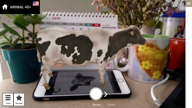 4D dairy cow when scanning with Animal 4D app