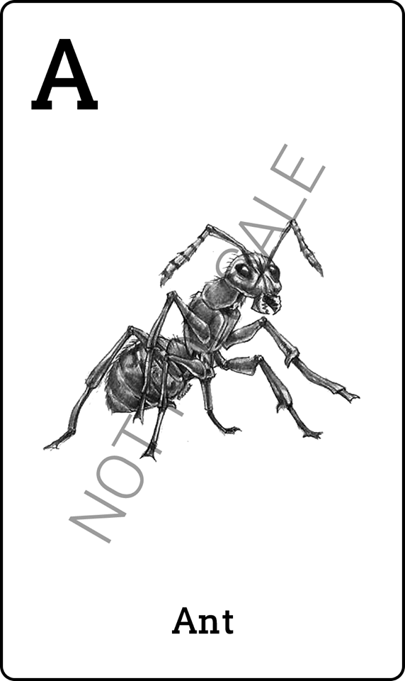 4D animal tag image to scan - Ant