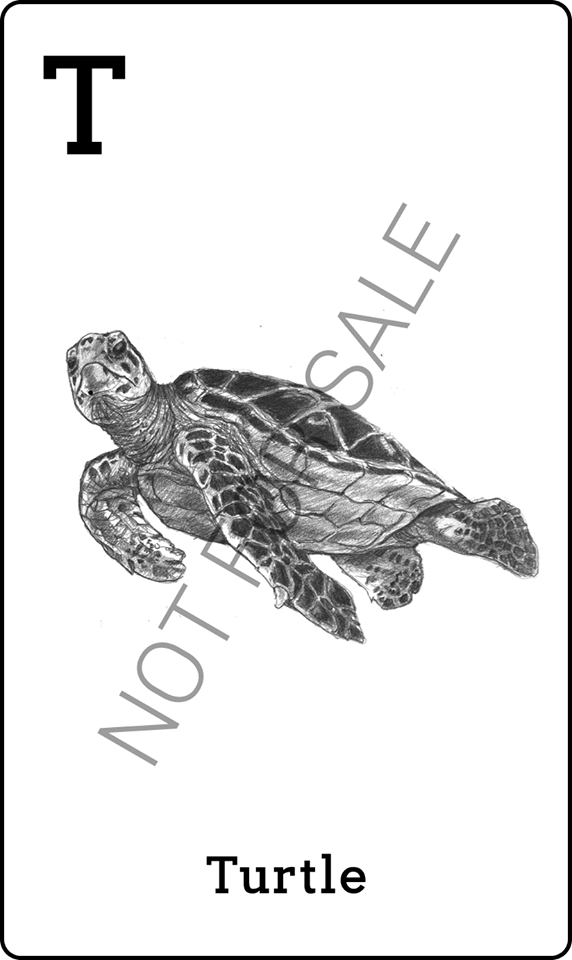 4D animal tag image to scan - Turtle