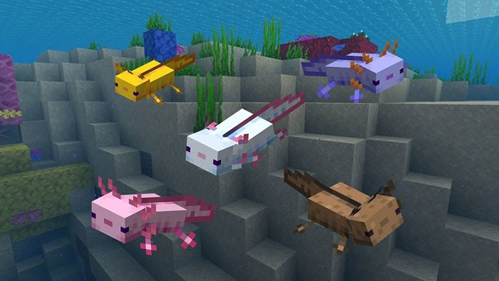 Minecraft: Hướng dẫn nhân giống tất cả mob động vật Minecraft-axolotl