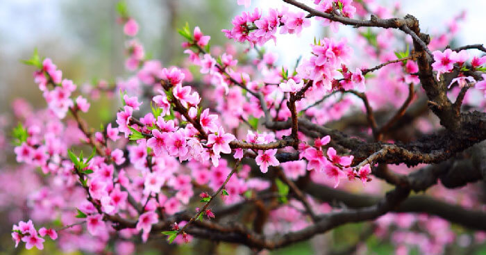 Top 999 hình nền hoa đào đẹp nhất cho năm mới may mắn  THPT Kỳ Anh